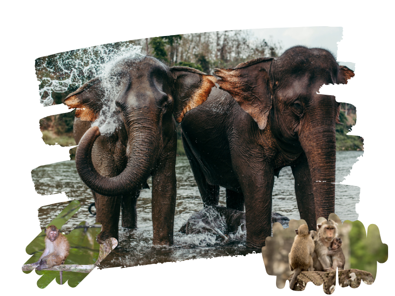 Elephant Bath & Mangrove Monkey